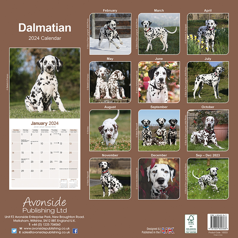 Dalmatian Calendar 2024 (Square) Dogs Naturally